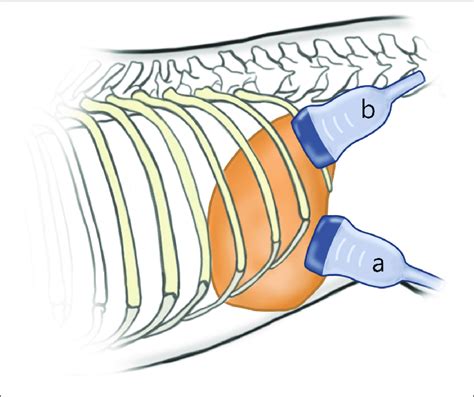 Schematic Representation Of The Probe Position According To The Download Scientific Diagram