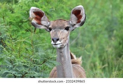 Female_kudu Stock Photos - 3,158 Images | Shutterstock