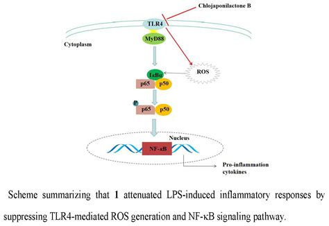 Molecules Free Full Text Chlojaponilactone B Attenuates