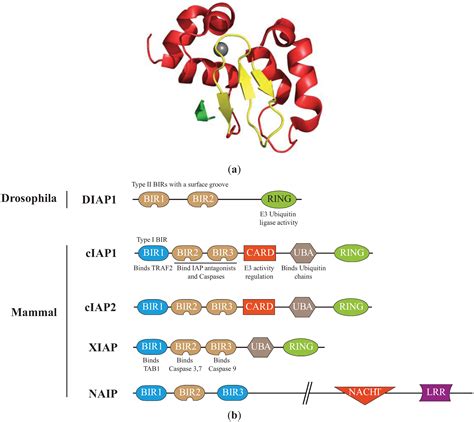 Cells Free Full Text Regulation Of Apoptosis By Inhibitors Of