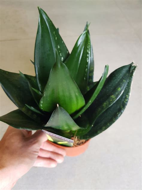 Sansevieria Flam Niska Cena Na Allegro Pl