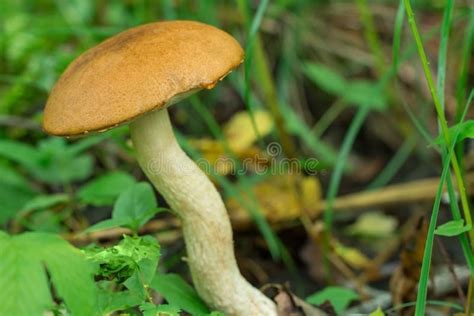 Fungos Comestíveis Que Cresce Na Madeira Madeira Do Outono COLHEITA DOS