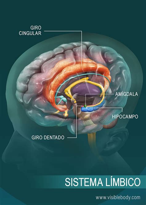 Rese A General Sobre El Sistema Nervioso