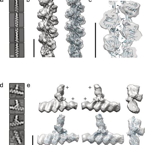 Three Dimensional Reconstruction Of Actin And The Arp23 Complex A Download Scientific Diagram