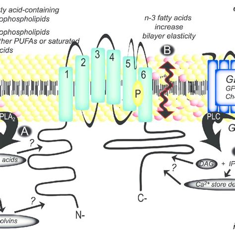 Structure Of The Prototypical Transient Receptor Potential Trp