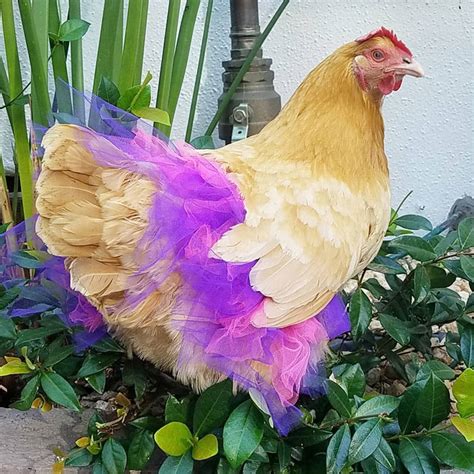 24 fotos de galinhas em tutus encantadoras para você que acha que já