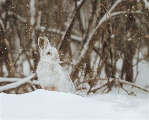 Snowshoe Hare Hunting Rabbit Hunting History Biology Project Upland