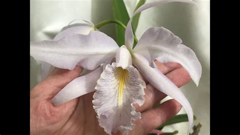 ORCHIDEA MAXIMA Blooming Cattleya Chief Maxima Coerulea 11 11 23