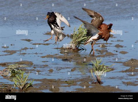 Two Charging Male European Ruffs Philomachus Pugnax In Breeding