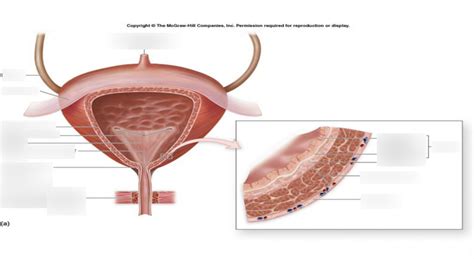 Bladder And Histology Diagram Quizlet