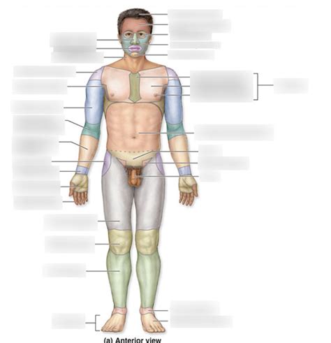 Anterior Body Landmarks Diagram Quizlet