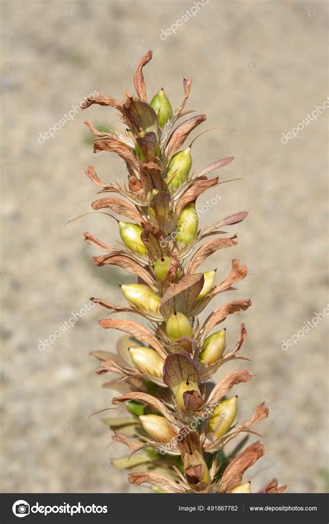 Balkan Bears Seed Pods Latin Name Acanthus Hungaricus Acanthus