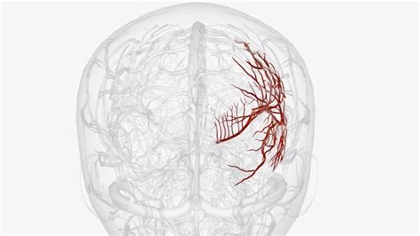 Premium Photo | Right middle cerebral artery and branches