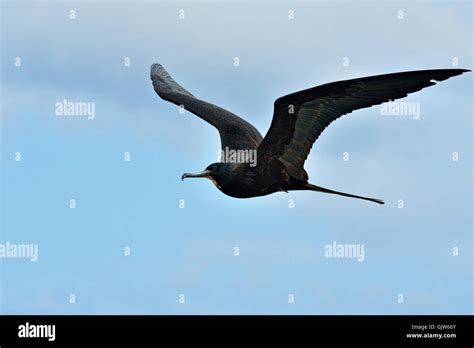 Magnificent Frigatebird Fregata Magnificens Galapagos Islands