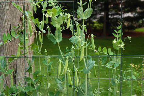 Sugar Snap Peas: How to Plant and Grow - SproutedGarden.com