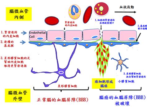 嗶嗶嗶！細菌勿進！這裡是大腦的絕對防禦——血腦屏障最新文章 科技大觀園