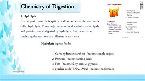 Digestive Enzymes Ppt