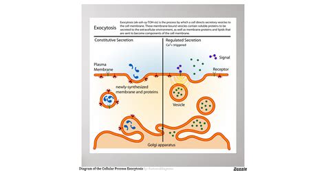 diagram_of_the_cellular_process_exocytosis_poster ...