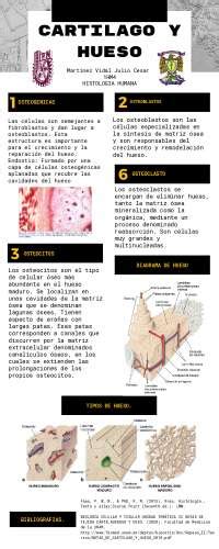 Cartílago Y Hueso Histologia Docsity