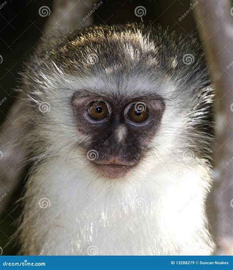 Baby Vervet Monkey Royalty Free Stock Images - Image: 13288279