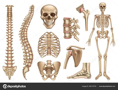 Estructura Del Esqueleto Humano Cr Neo Columna Vertebral Caja