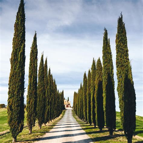 Italian Cypress Trees for Sale | BrighterBlooms.com