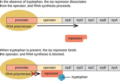 11.7 – Gene Regulation: Operon Theory – Microbiology 201