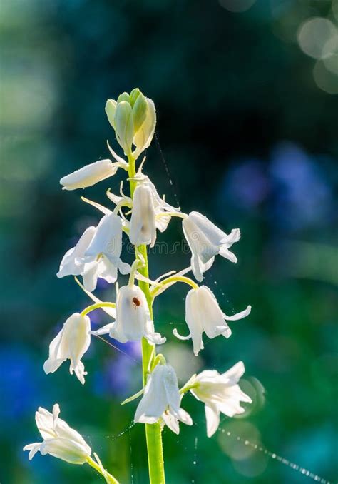 White Backlit Bluebell Flowers Stock Image Image Of Idyllic Colorful