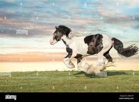 Flaxen Liver Chestnut Gypsy Vanner