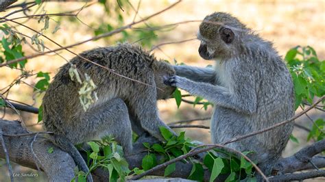 Social Grooming Vervet Monkey Picking Lice From Another Mo Flickr