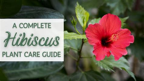 A Red Flower Sitting On Top Of A Lush Green Leaf Covered Plant Next To