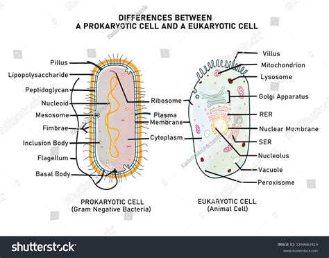 Diagram Represents Differences Between Prokaryotic Cell Stock Illustration 2269862419 Shutterstock