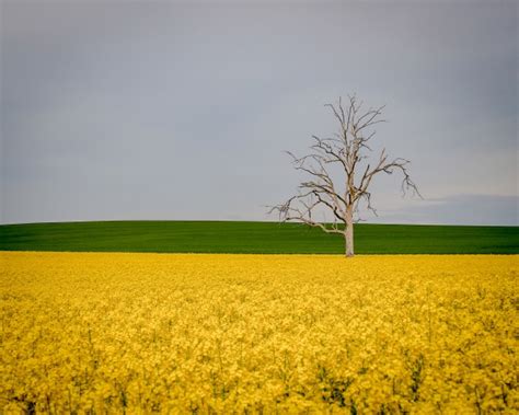 Canola Season Australian Photography