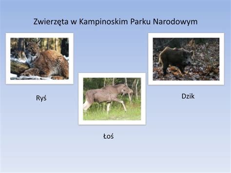 Kampinoski Part Narodowy Ppt