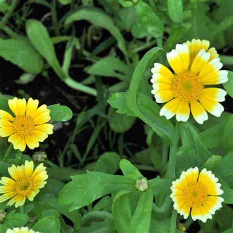 Edible Chrysanthemum Heirloom Seeds Terroir Seeds