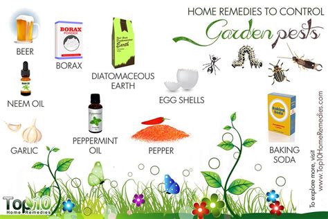 Home Remedies To Control Garden Pests Top 10 Home Remedies