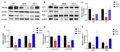 A Protein Expressions Of Pparα And Atgl In Ewat Were Determined Using