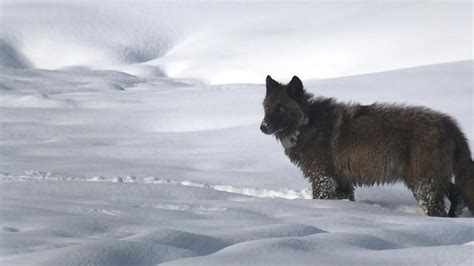 The return of wolves to Yellowstone Park - 60 Minutes - CBS News