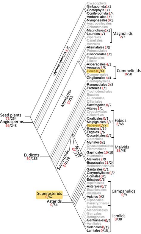 Presenceabsence Of Gamt Genes In Seed Plants The Phylogeny Was