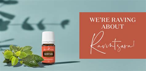 Ravintsara Essential Oil Benefits And Uses Young Living Blog