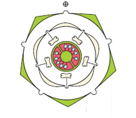 Choose The Floral Diagram Represnting The Floral Formula Given Below