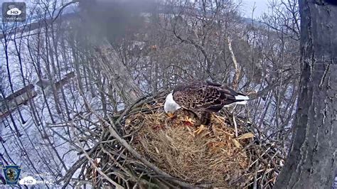 Hanover Pa Eagle Cam Meal On The Nest Youtube