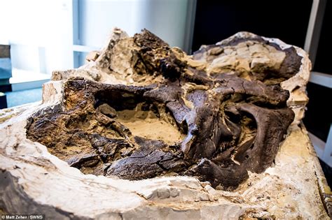 Scientists Reveal The Worlds First Ever Complete T Rex Skeleton