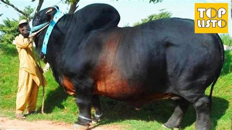 Top 10 Biggest Bulls In The World Giant Bulls Cow Unusual Animals