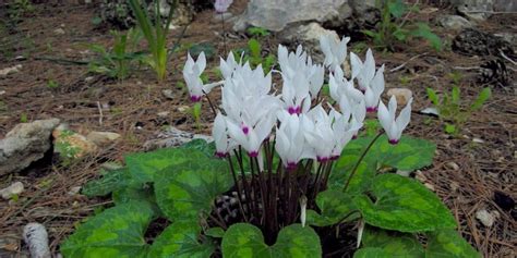 Comment Cultiver Et Entretenir Un Cyclamen En Pot Dintérieur Astuces