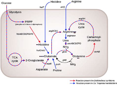 Biosynthesis And Degradation Of Histidine And Arginine In The