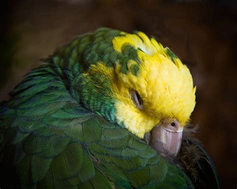 Sleepy Parrot By Jack Sofield Parrot Pet Birds Beautiful Birds