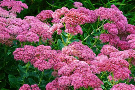 How To Grow And Care For Autumn Joy Sedum Stonecrop