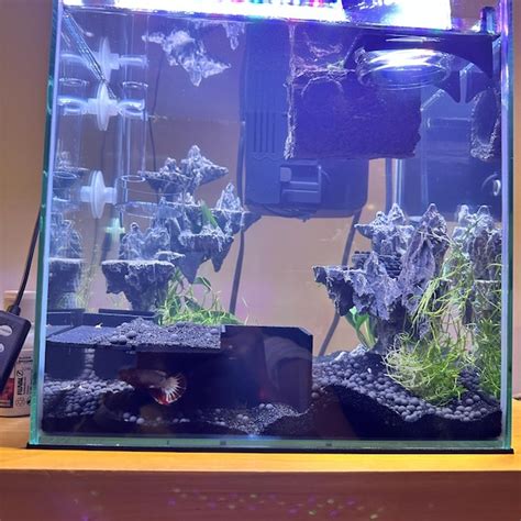 Shrimp Hide Shrimp Cave Shrimp Tunnel Free Shipping 2 Colors Sizes And