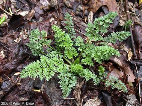 Daucus Carota Queen Annes Lace Minnesota Wildflowers